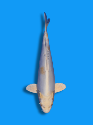 Doitsu Hariwake | Koi&Co.